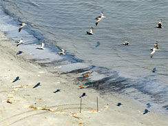 Pelicans fly over black crude oil
