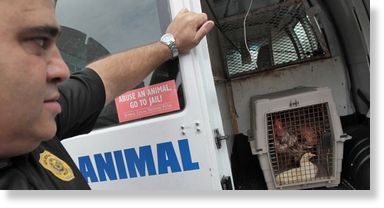 aminal control