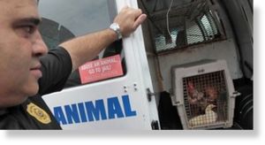 Click to enlarge aminal control