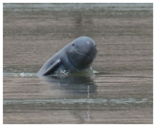 Click to enlarge Irrawaddy Dolphin