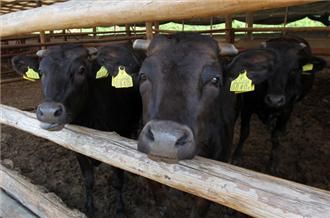 japan,cows
