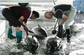 japan,tuna