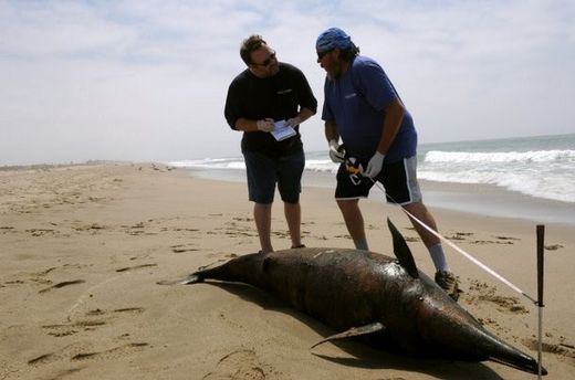 dead dolphin