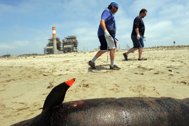 dead dolphin