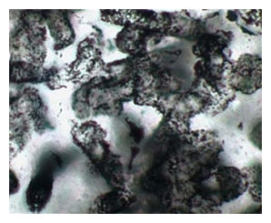 Click to enlarge Oldest Fossil