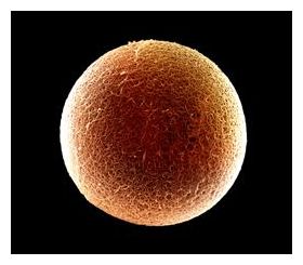 Human Egg