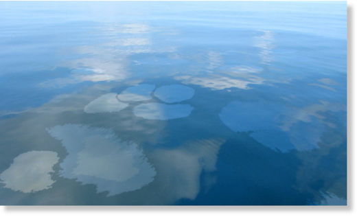 bp oil