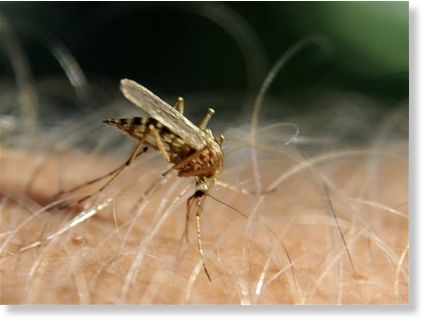 Click to enlarge Malaria Mosquito