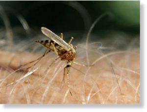 Malaria Mosquito