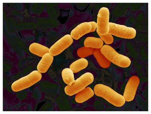 Gut Bacteria