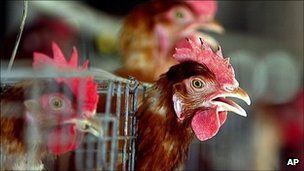 Chickens