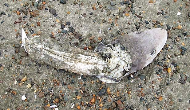 Click to enlarge Mutilated Baby Sharks