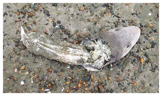Click to enlarge Mutilated Baby Sharks