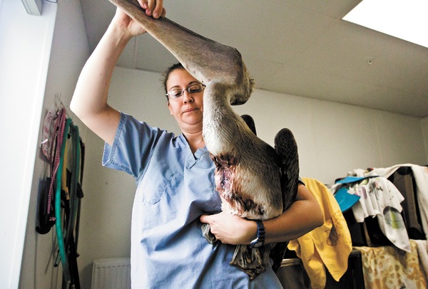 Injured Pelican