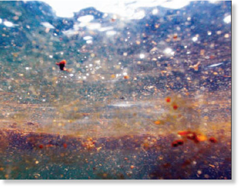 oil spill,bp