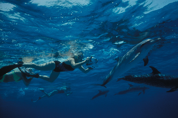 Dolphins Studies