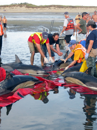 Stranded Dolphins