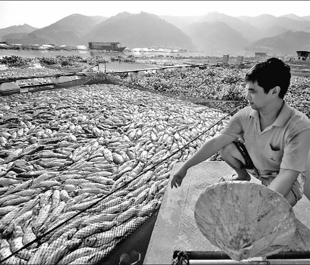 Dead Fishes
