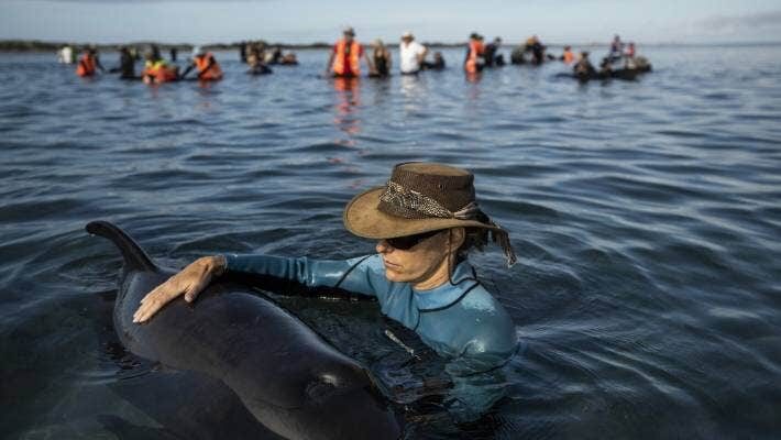 Click to enlarge Volunteer Petra Juric of Nelson attends to