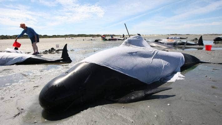 The worst danger to stranded whales is overheating in the sun, as their dark skin and layers of blubber work to trap heat.
