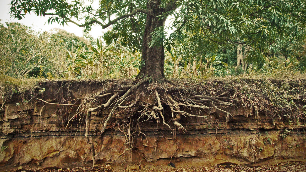 Click to enlarge Roots of a Tree