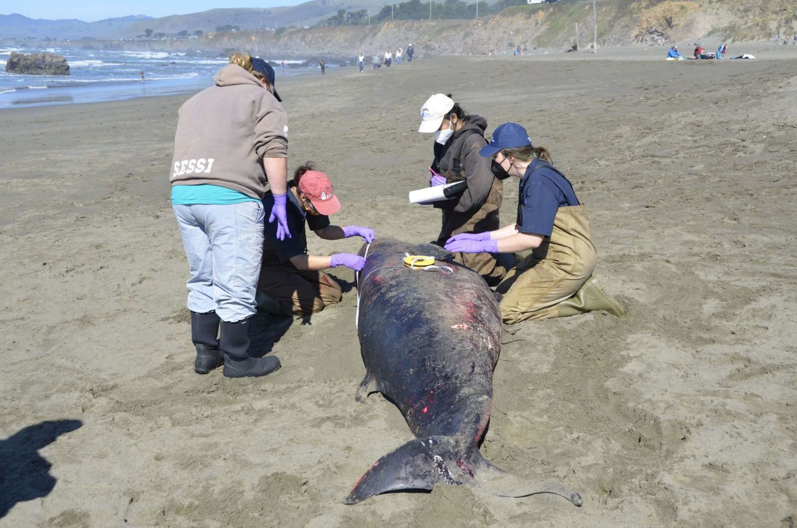 dead whale