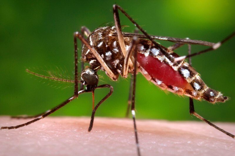 Click to enlarge mosquitoe