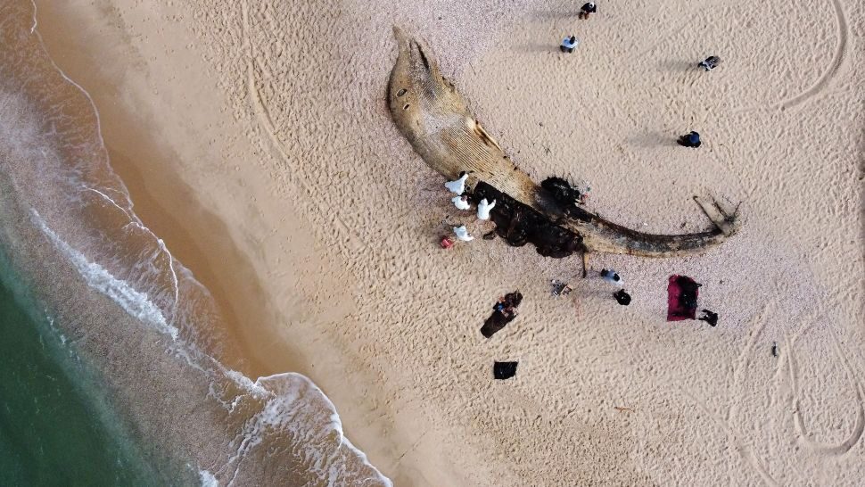 Click to enlarge israel oil spill