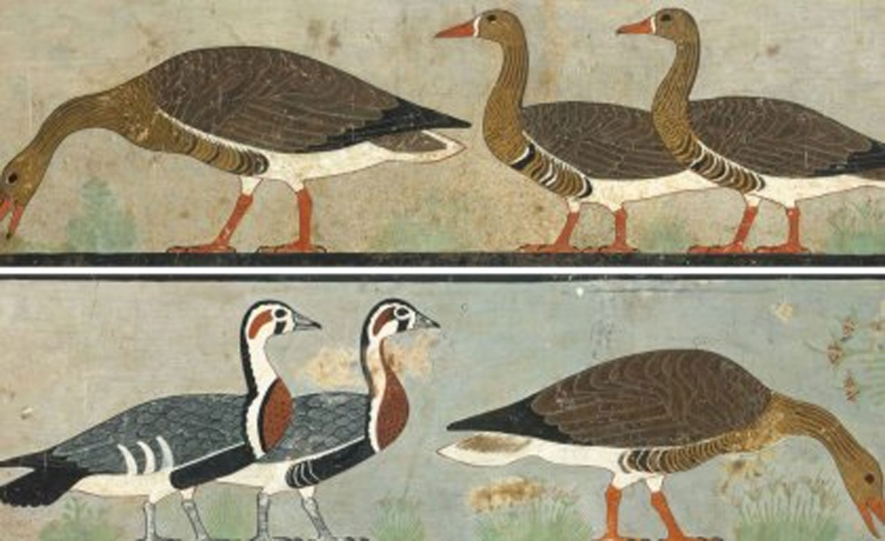 Click to enlarge Ancient Geese