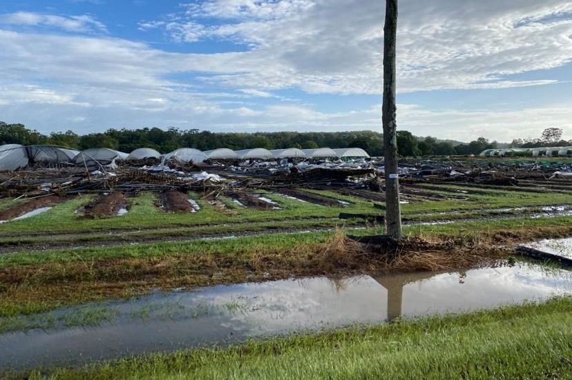 Berry greenhouses destroyed by floodwaters at Corindi.