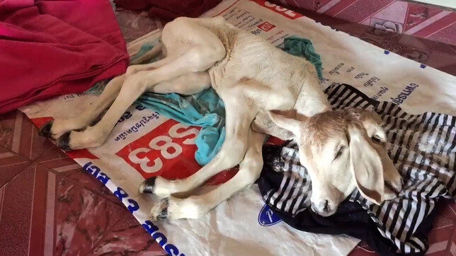 Click to enlarge The dead hermaphrodite baby cow born with two heads in Thailand
