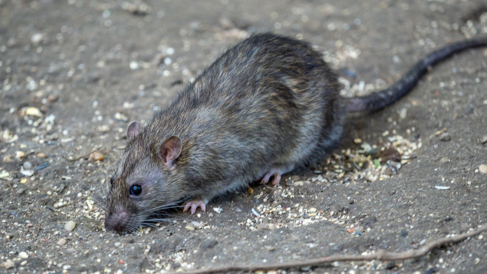 rats on rise