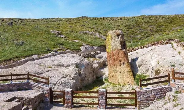 Click to enlarge fossilised tree