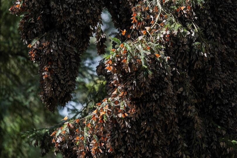BUTTERFLIES