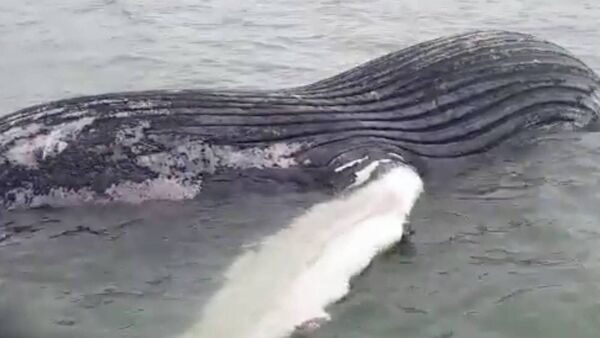 Click to enlarge The male whale measured 10 metres in length and the IDWG said it was not an individual previously documented in Irish waters.