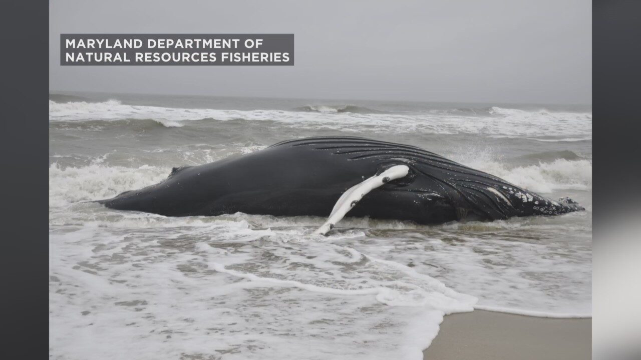 WHALE