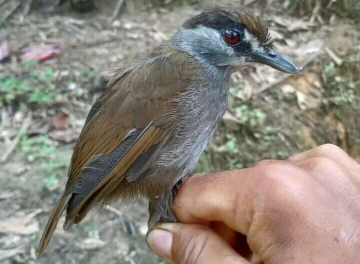 babbler
