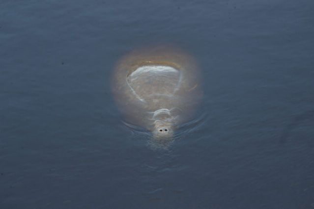 A manatee surfaces for air in Fort Myers, Fla., on Jan. 15.
