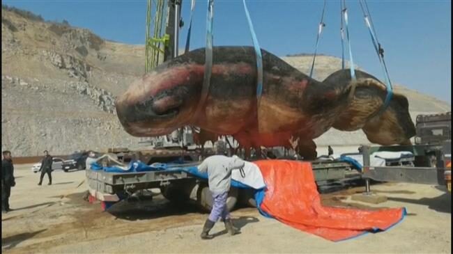 whale