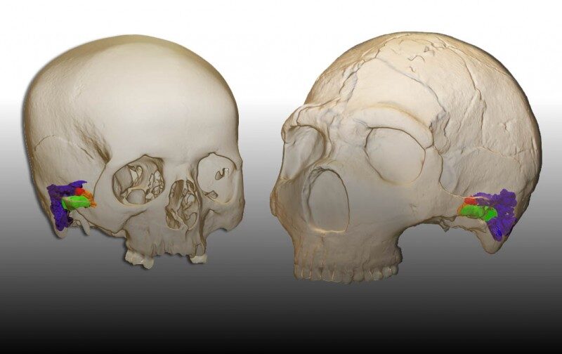 Modern Human and Neanderthal Skull