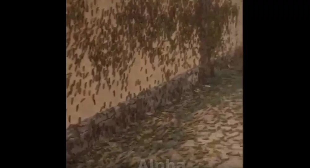 locusts