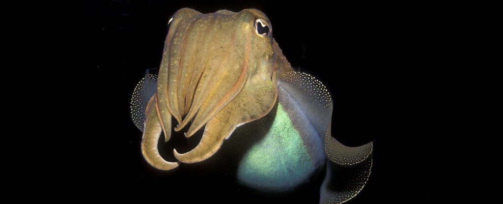 cuttlefish