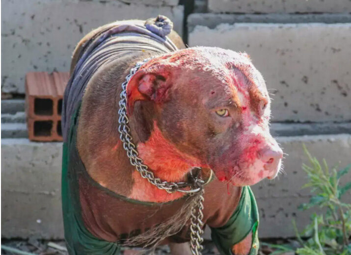 Click to enlarge Pereira's family have hit out at the owner and accused him of not housing his pets properly