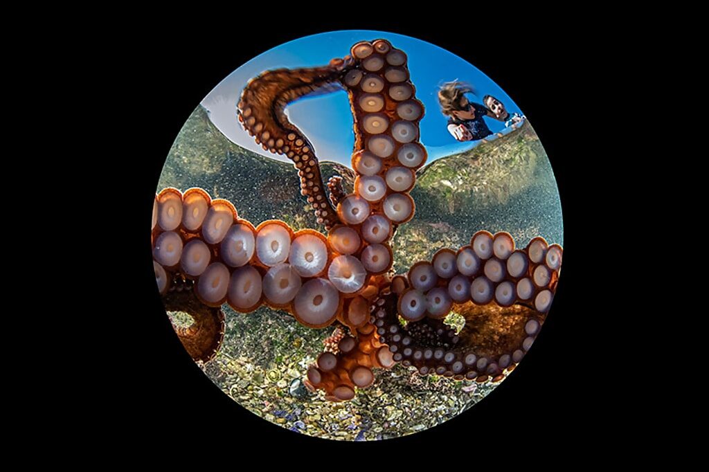 octopus selfie award