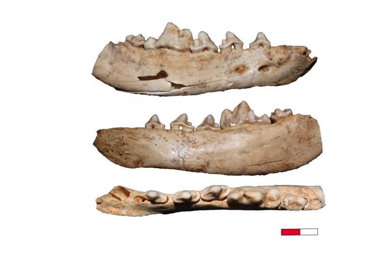 Canidae