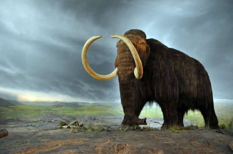 Click to enlarge mammoth