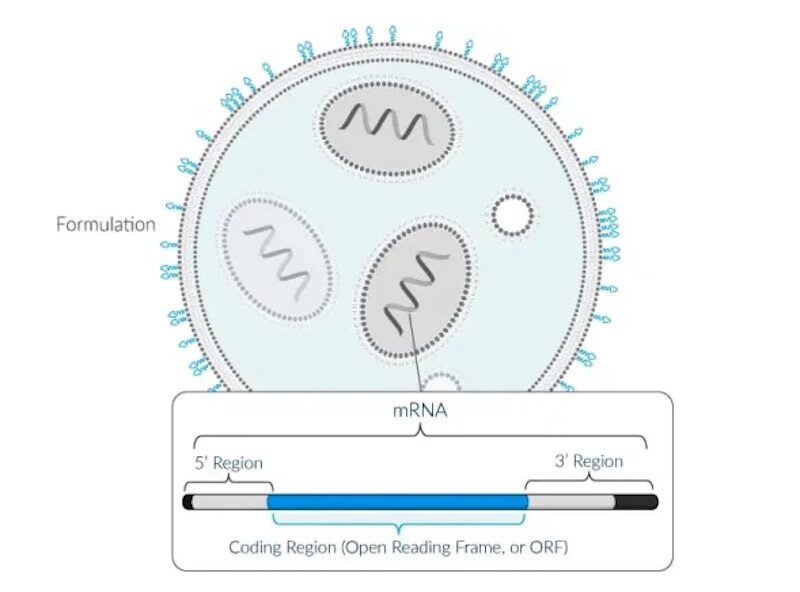 Click to enlarge mRNA medicine
