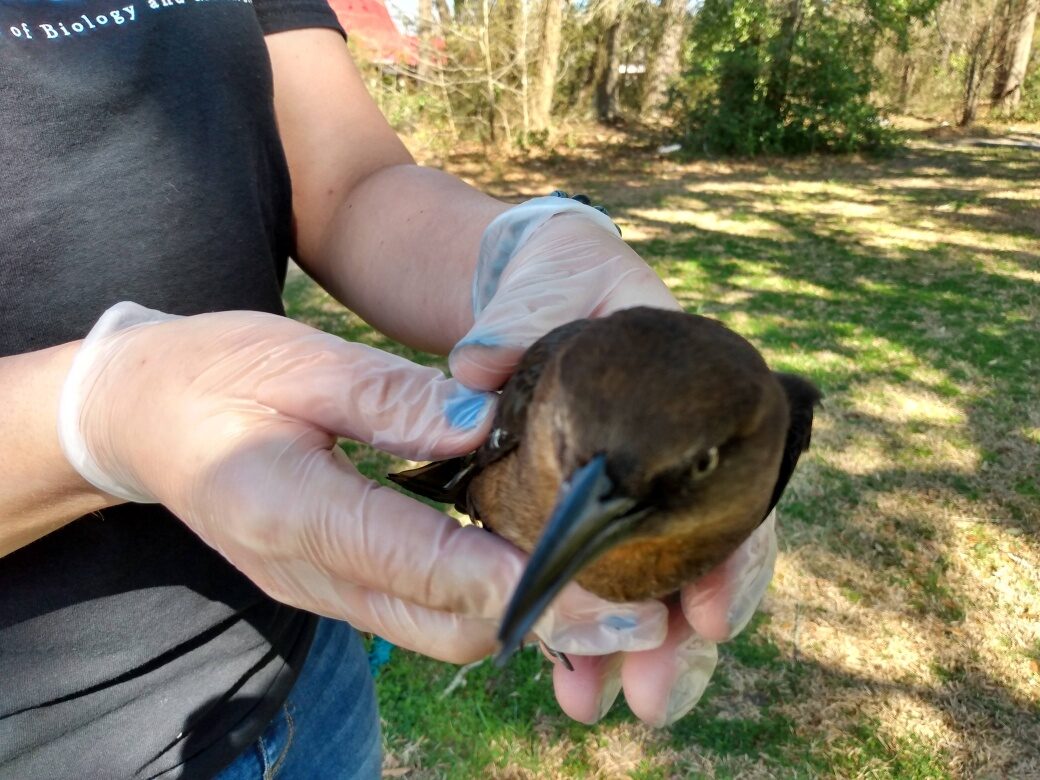 Click to enlarge Grackle