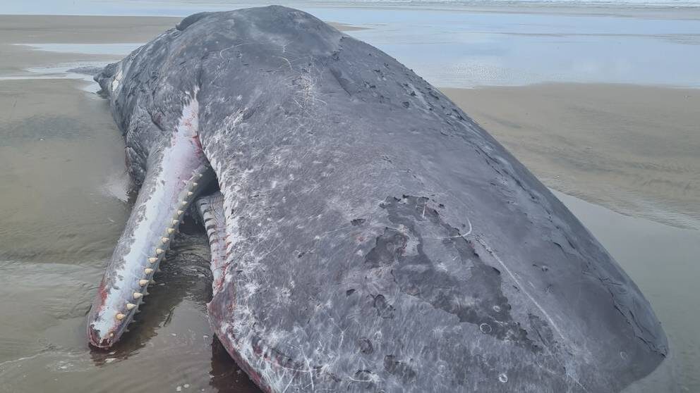 Click to enlarge The sperm whales washed up on Ripiro Beach
