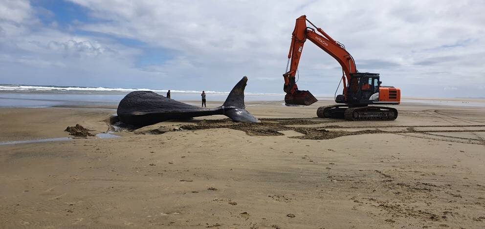 Click to enlarge One of the dead sperm whales on Ripiro Beach, near Dargaville.